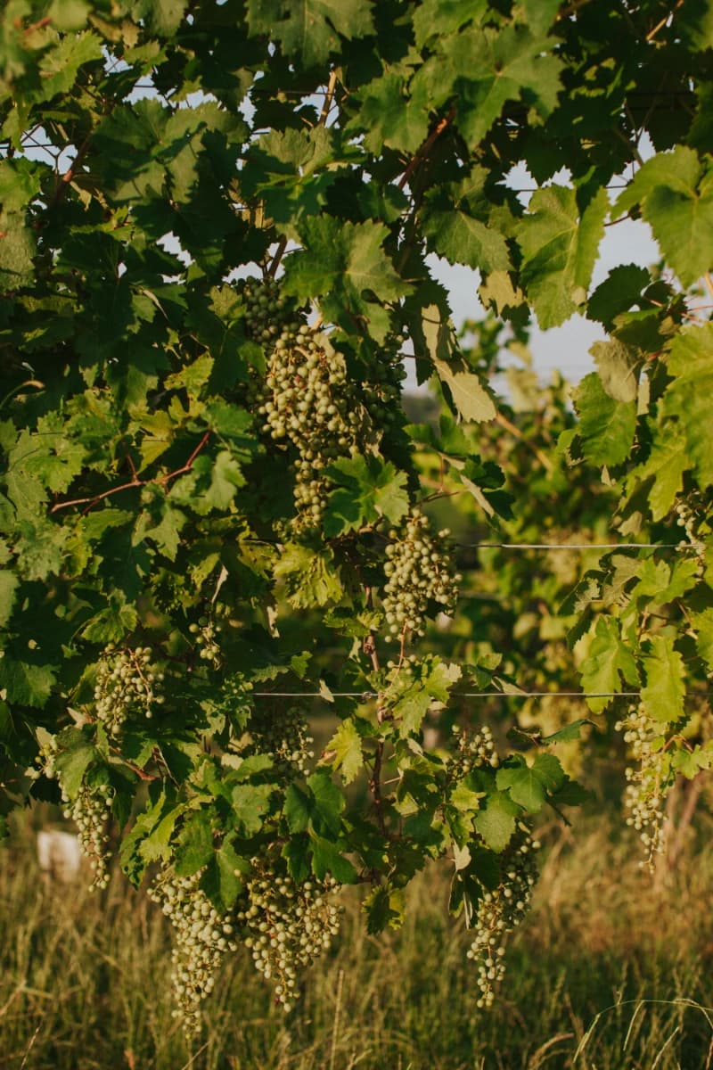 Macro, grapes on the vine