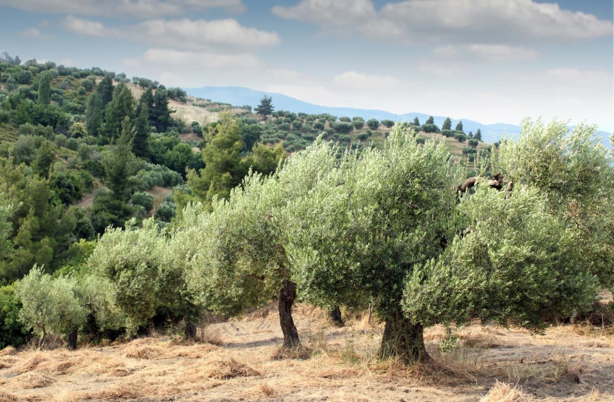 Calabria groves
