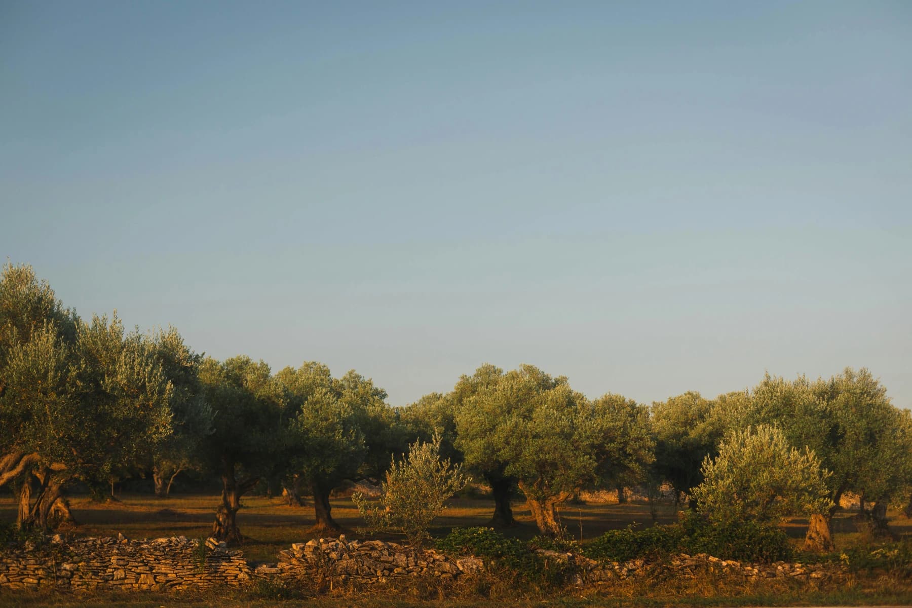 Olive grove, Pollino foothills