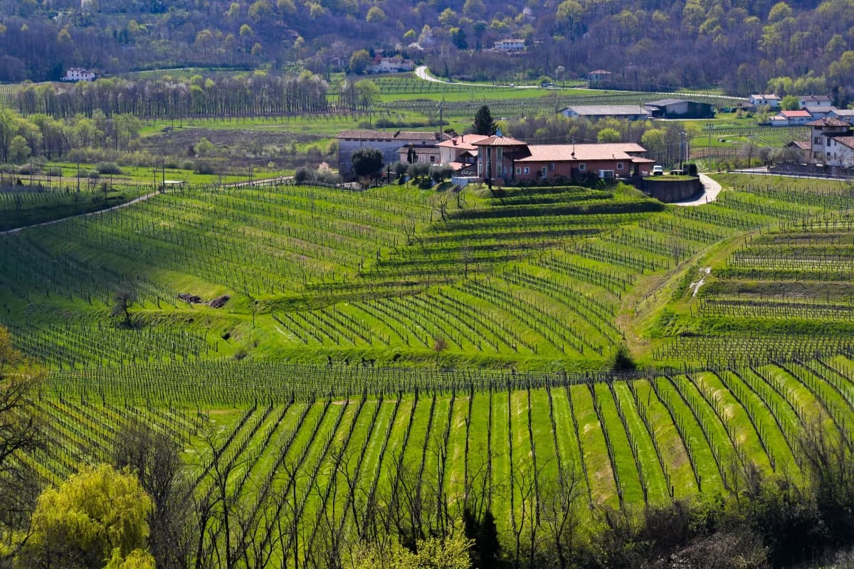 Veneto vineyards